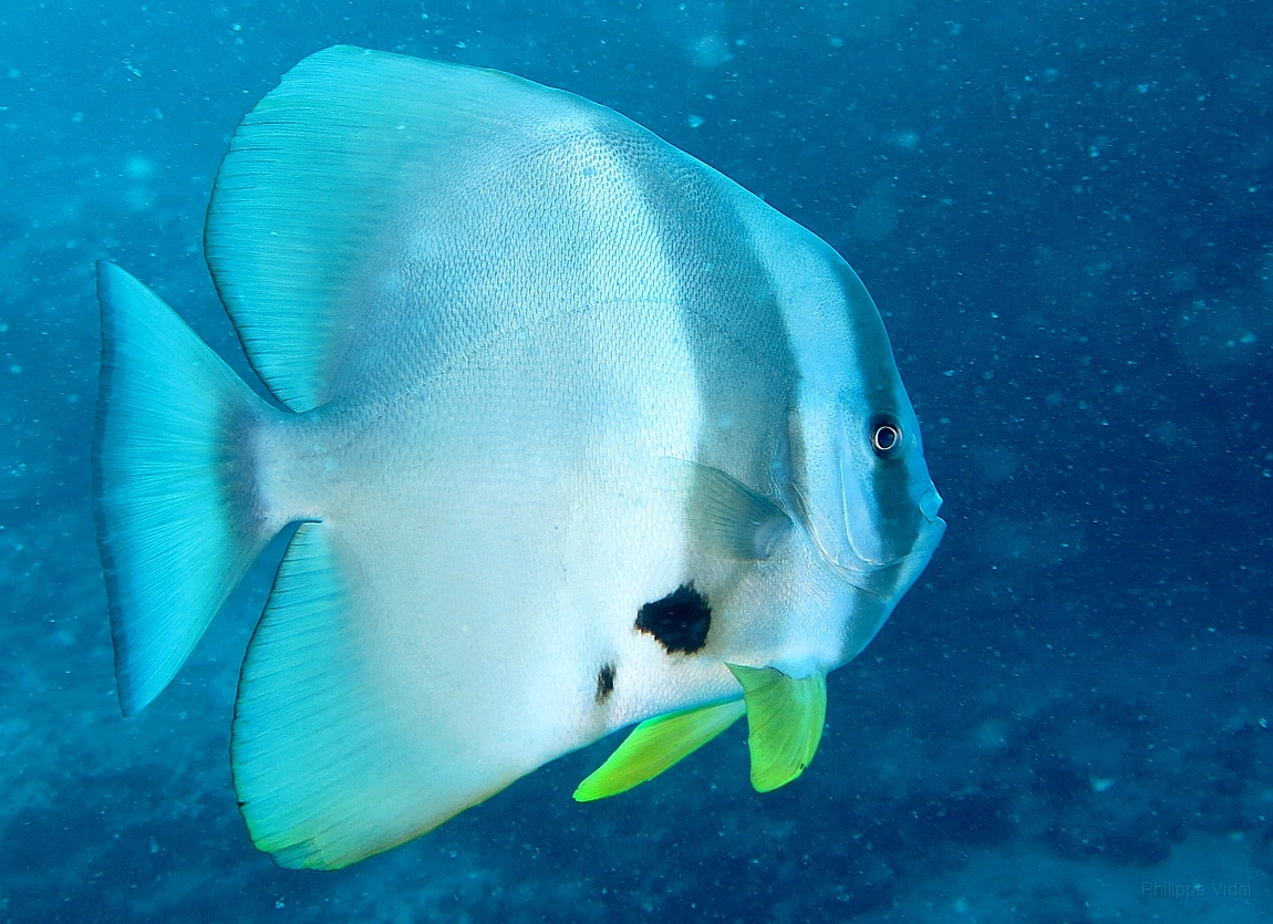IMG_1253rf_Maldives_Madoogali_Plongee 13_Maaya thila_Platax  ou poule d'esu_Platax orbicularisjpg.jpg